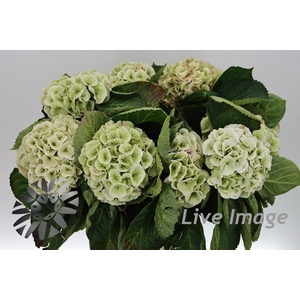 Hydrangea my beautifull matcha classic