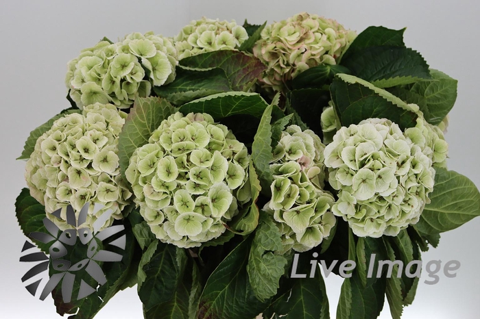 Hydrangea my beautifull matcha classic
