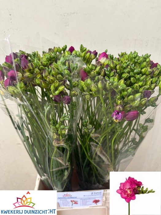 <h4>FR DU PURPLE RAIN</h4>