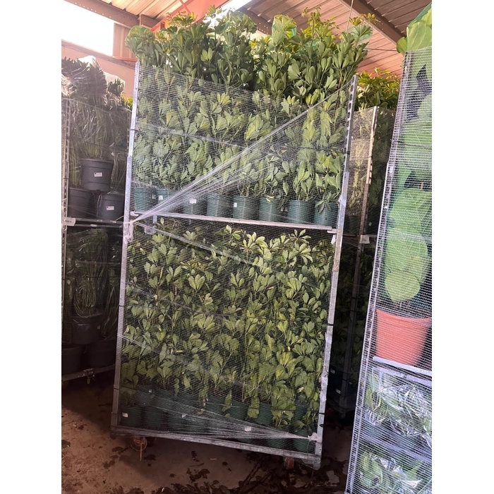 <h4>SCHEF AR DALTON</h4>