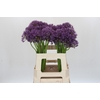 Allium Jackpot