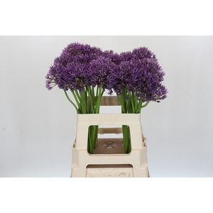 Allium Jackpot