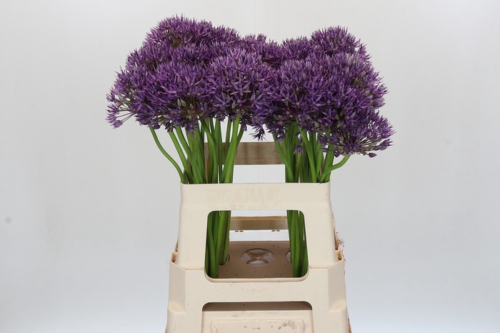Allium Jackpot
