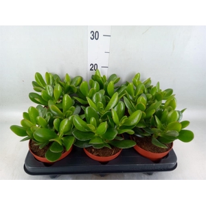 Crassula  'Magical Tree'