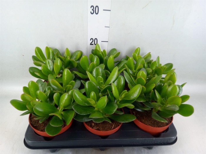<h4>Crassula 'Magical Tree'</h4>