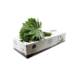 Aralia Large Panda Greens