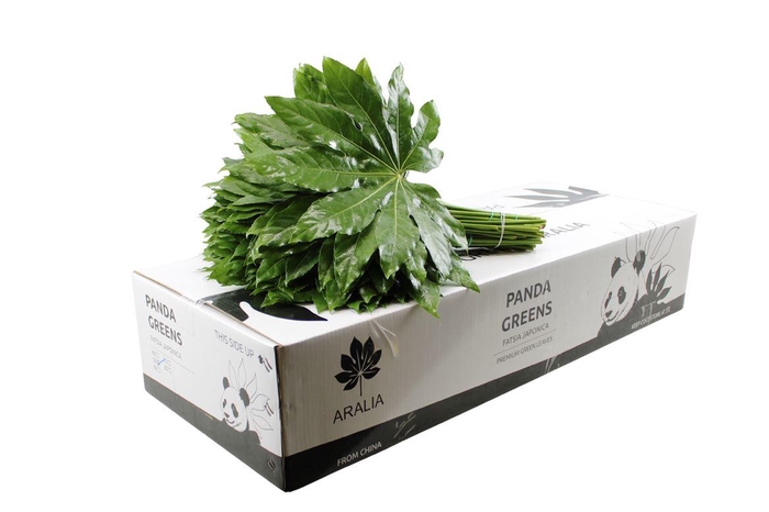 <h4>Aralia Large Panda Greens</h4>