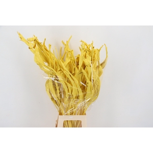 DF Strelitzia Leaf Yellow