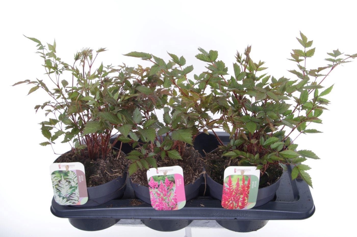 <h4>Astilbe mix</h4>
