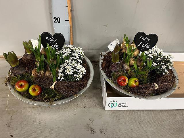 <h4>ARR BOL KNOLGEWAS</h4>