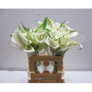 Calla Crystal Blush Double A2 Kerkvliet