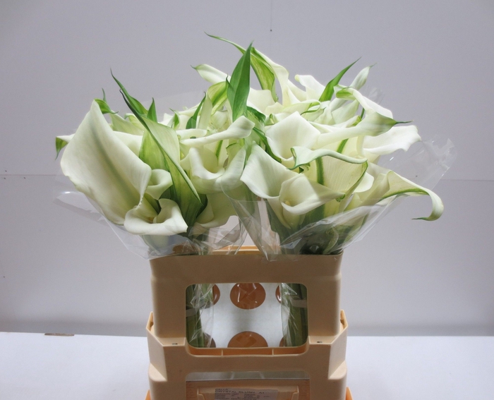 <h4>Calla Crystal Blush Double A2 Kerkvliet</h4>