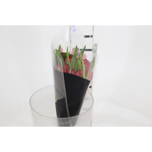 TULIPA VERMELHO COM BULBOS