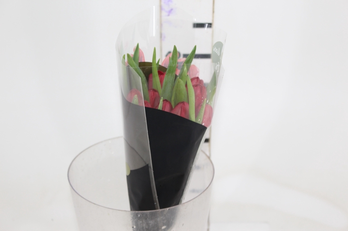 <h4>TULIPA VERMELHO COM BULBOS</h4>