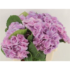 Hydr M Beau Papil Pa 60cm