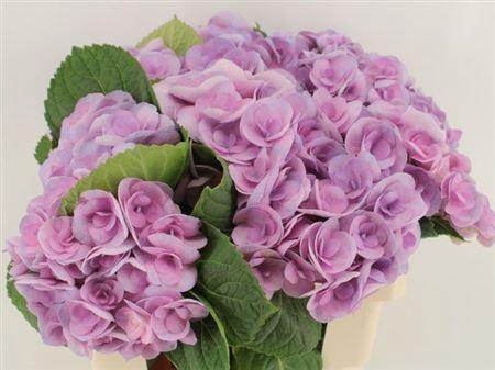 <h4>Hydr M Beau Papil Pa 60cm</h4>