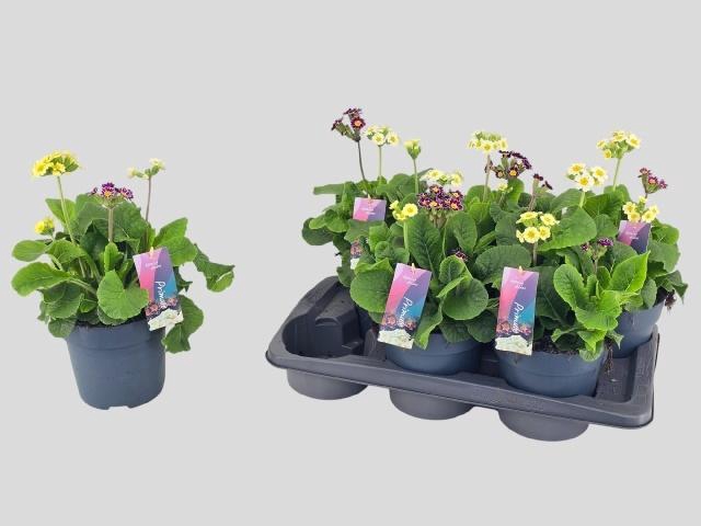 <h4>PRIM VERIS GEM</h4>