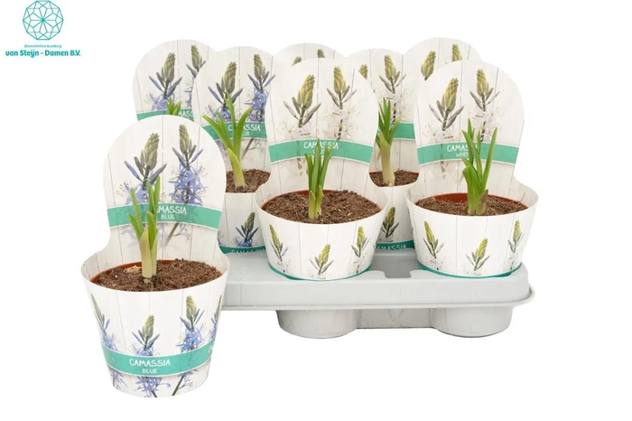 <h4>CAMASSIA LE CAERULEA</h4>