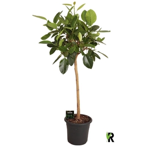 Ficus Ov Benghalensis stam Altissima