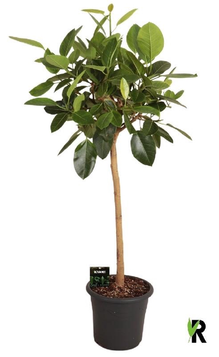 <h4>Ficus Ov Benghalensis stam Altissima</h4>