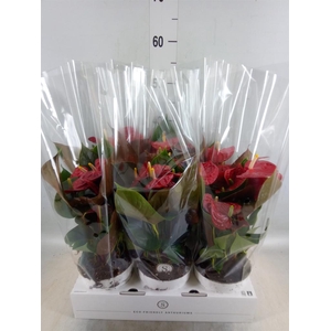 Anthurium andr. 'Coral Champion'