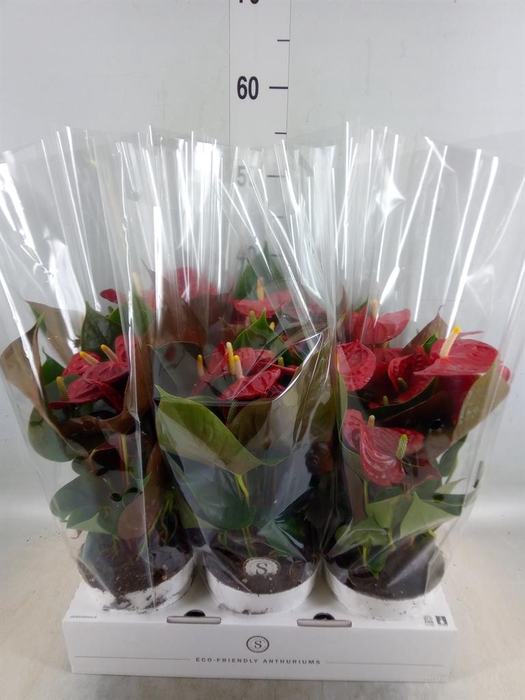<h4>Anthurium andr. 'Coral Champion'</h4>