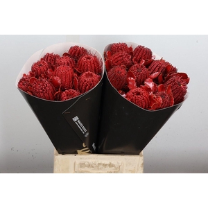 Banksia Wx Rood