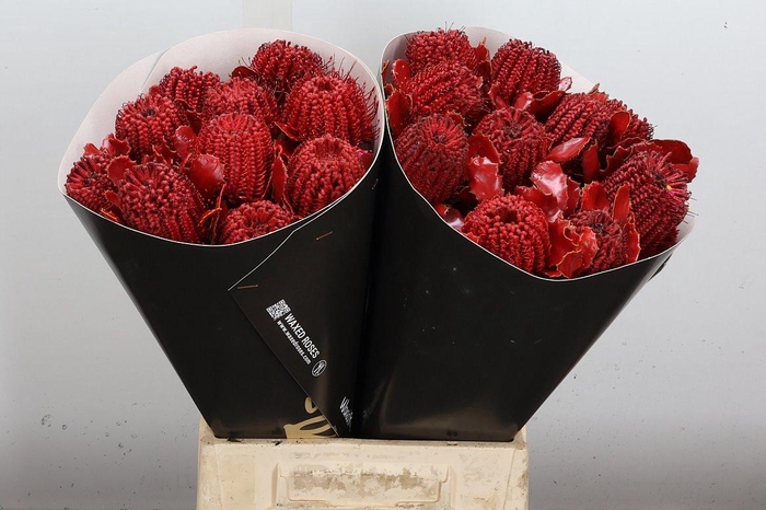 <h4>Banksia Speciosa</h4>