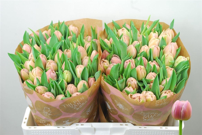 <h4>Tu Du Daphne</h4>