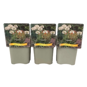 Agapanthus africanus Albus