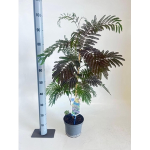Albizia julibrissin