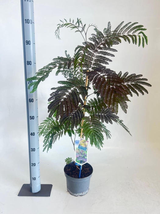 <h4>Albizia julibrissin</h4>