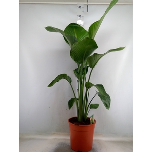 Strelitzia nicolai