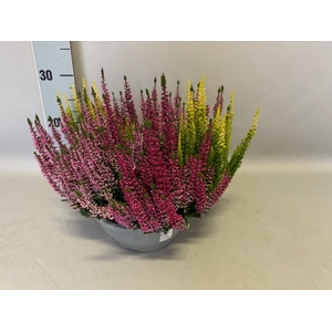 Calluna vulgaris 23cm Beauty Lady® 'Trio'