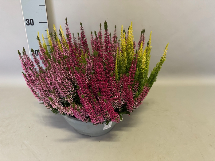 Calluna vulgaris 23cm Beauty Lady® 'Trio'