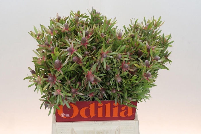 <h4>LEUCAD AYOBA ST PEAR</h4>