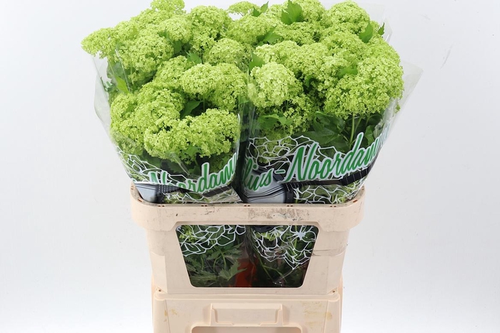 <h4>Viburnum Roseum St</h4>