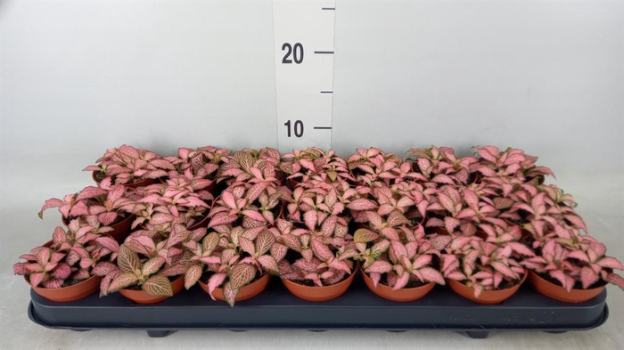 <h4>Fittonia  'Mosaic Pink Forest Flam'</h4>
