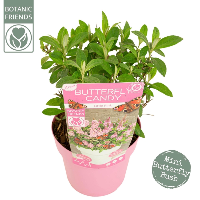 <h4>Buddleja Butterfly Candy 'Little Pink'®</h4>