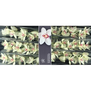 Cymbidium Ivory