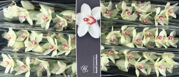 <h4>Cymbidium Ivory</h4>