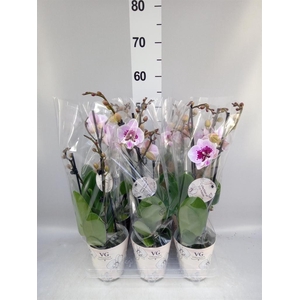 PHALAENOPSIS   ... ALADDIN 2 SPIKE