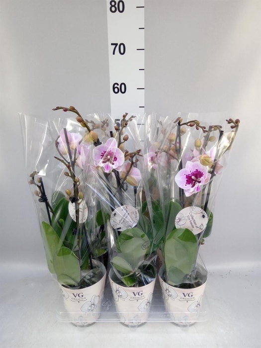 <h4>PHALAENOPSIS   ... ALADDIN 2 SPIKE</h4>