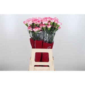 Di St Spritz Blanco Rosa