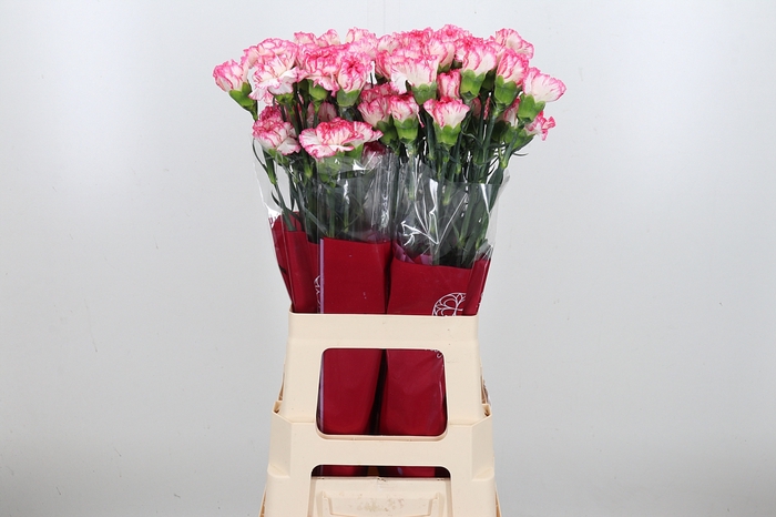 <h4>Di St Spritz Blanco Rosa</h4>