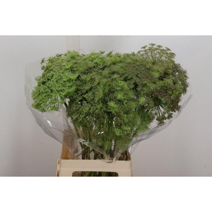 Ammi Vis Green Mist