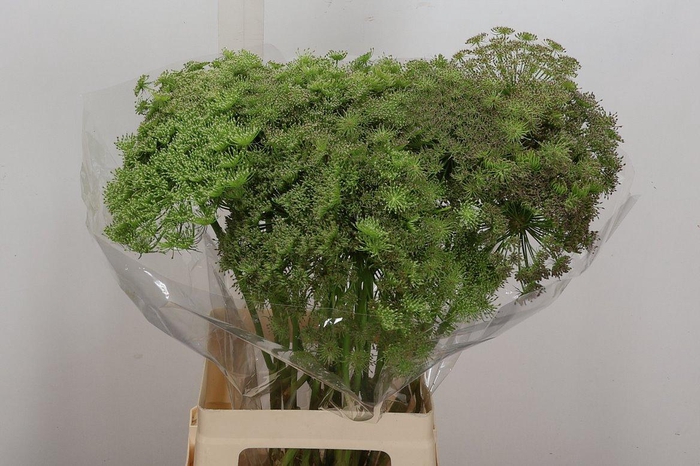 <h4>Ammi Vis Green Mist</h4>