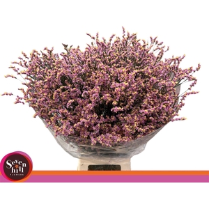LIMONIUM SINENSE 'DIVINE DIAMOND'