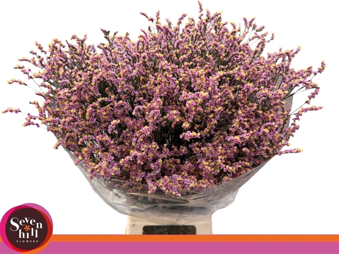 <h4>LIMONIUM SINENSE 'DIVINE DIAMOND'</h4>