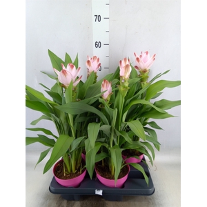 Curcuma alism. 'Siam Salsa'